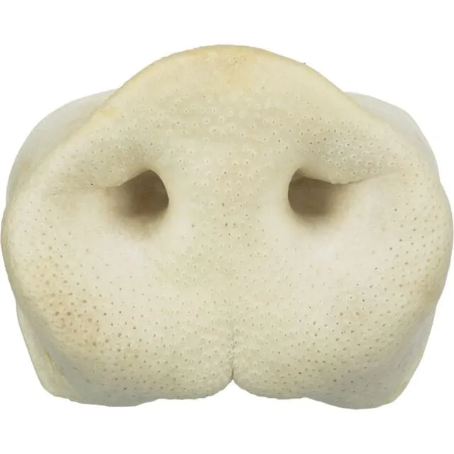 Schweinenase, getrocknet, groß